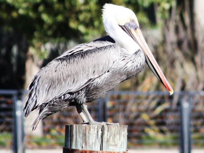 The Pelican Of Mission Creek