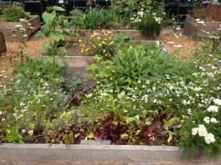 HANC recycling center & native plant nursery