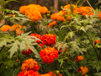SOMA Couldn't Thrive Without Our Wondrous Community Garden!