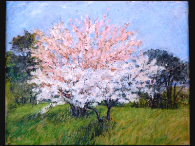 Cherry Blossoms