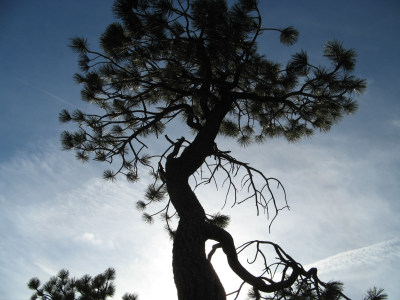 Win a tree from Friends of the Urban Forest