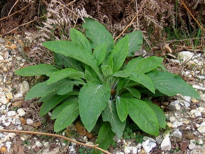 Educational plant and flower information