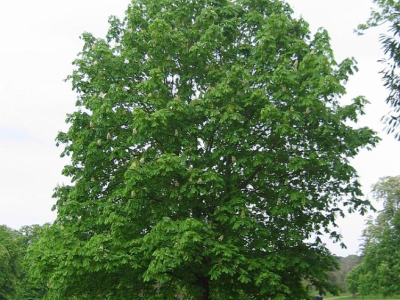 Specific trees or plants