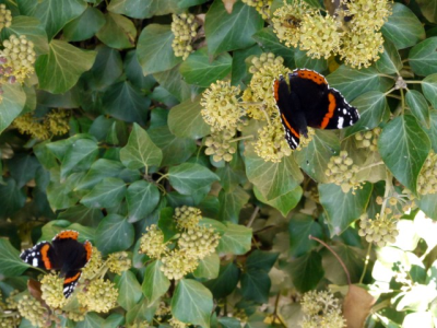 Distinctive animals along route