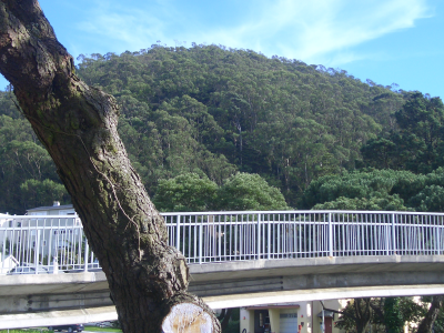 Elevated Walks