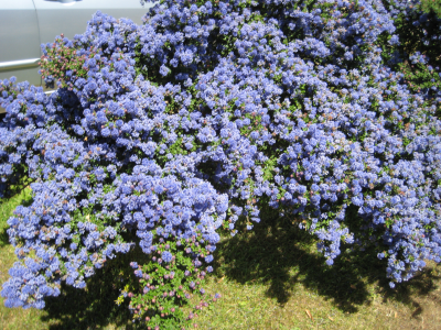 Remove invasive plants and plant locally native plants
