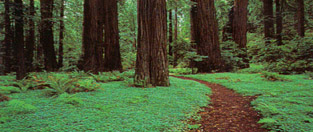 Follow native plants along the route