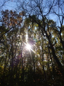 The woods near the bike path