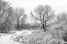 I love cross country skiing at Sheehan Park.  I have seen snowy owls, deer and voles scurrying under the snow. 