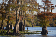 Bayou Pigeon