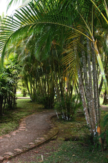 Great path through tropical foliage.