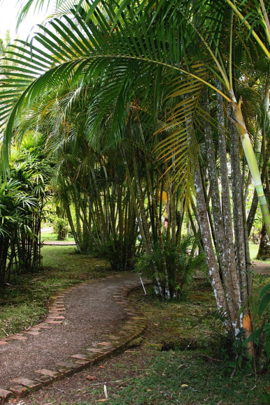 Great path through tropical foliage.