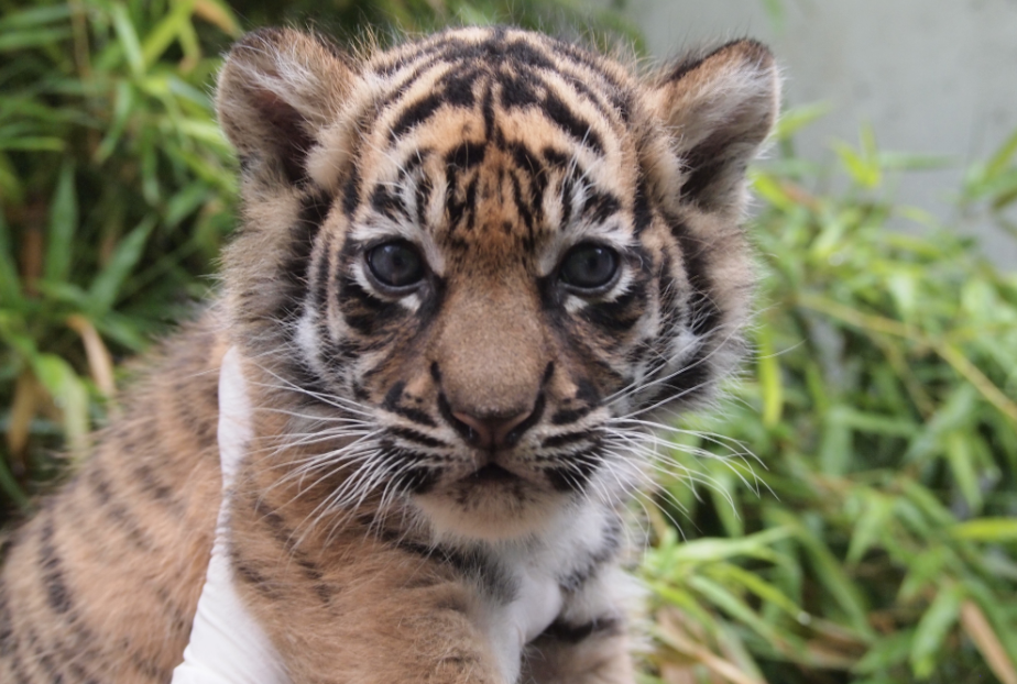 Help Name a Tiger Cub